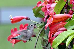 Black-chinned Hummingbird